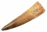 Fossil Spinosaurus Tooth - Real Dinosaur Tooth #362921-1